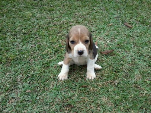 Beagle Lindos Filhotes 729415