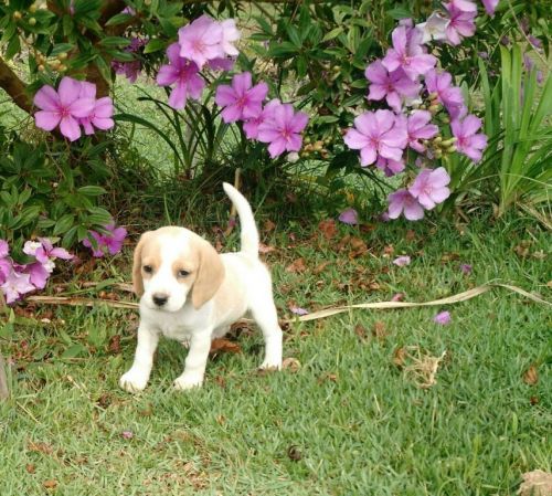 Beagle  Lindos Filhotes	 731978