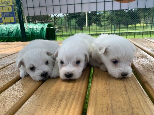 Coton De Tulear Essa Magnífica Raça Vai Te Encantar.a Nova Sensação Do Momento 726912