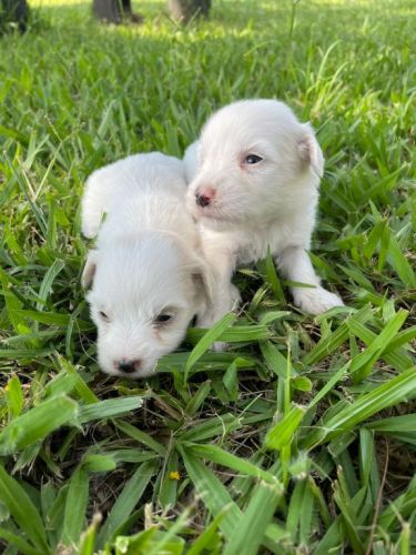 Coton De Tulear Essa Magnífica Raça Vai Te Encantar.a Nova Sensação Do Momento 726914