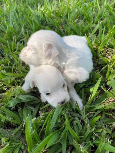 Coton De Tulear Essa Magnífica Raça Vai Te Encantar.a Nova Sensação Do Momento 726915