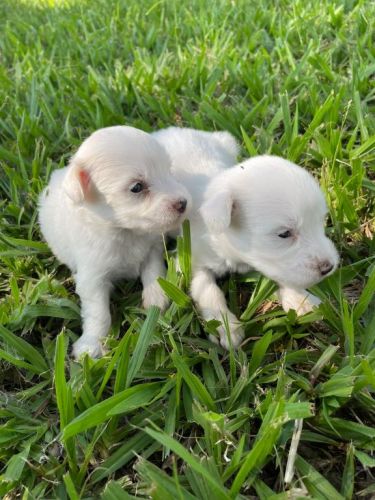 Coton De Tulear Essa Magnífica Raça Vai Te Encantar.a Nova Sensação Do Momento 726917