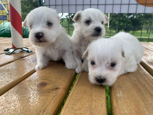 Coton De Tulear Essa Magnífica Raça Vai Te Encantar.a Nova Sensação Do Momento 726918