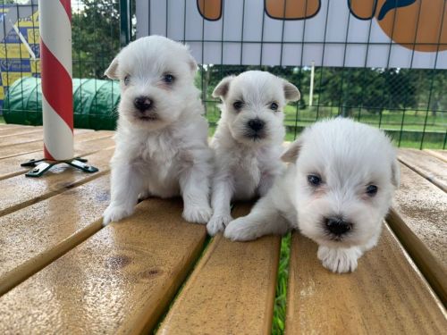 Coton De Tulear Essa Magnífica Raça Vai Te Encantar.a Nova Sensação Do Momento 726919