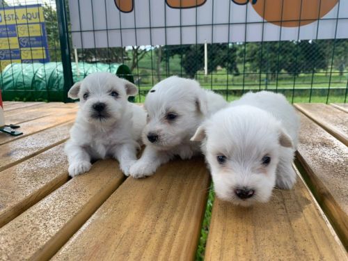 Coton De Tulear Essa Magnífica Raça Vai Te Encantar.a Nova Sensação Do Momento 726920