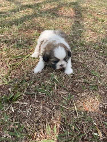 Deixe Nossos Shih Tzús Fazerem Parte Da Sua Família Cães Incríveis Criação Veterinária 727135