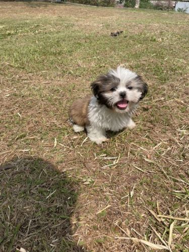 Deixe Nossos Shih Tzús Fazerem Parte Da Sua Família Cães Incríveis Criação Veterinária 727136