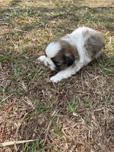 Deixe Nossos Shih Tzús Fazerem Parte Da Sua Família Cães Incríveis Criação Veterinária 727139