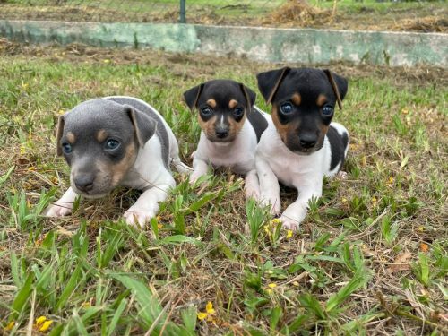 Fox Paulistinhas Criados Por Médica  Veterinária e Em Promoção Aproveite Temos Em Diversas Cores. 727144