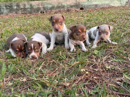 Fox Paulistinhas Criados Por Médica  Veterinária e Em Promoção Aproveite Temos Em Diversas Cores. 727145