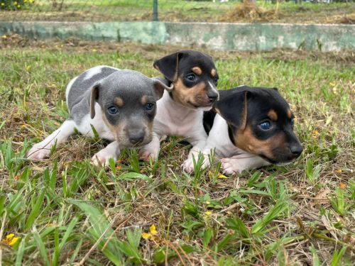 Fox Paulistinhas Criados Por Médica  Veterinária e Em Promoção Aproveite Temos Em Diversas Cores. 727146