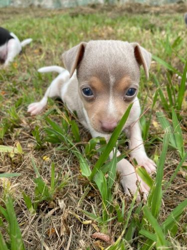 Fox Paulistinhas Criados Por Médica  Veterinária e Em Promoção Aproveite Temos Em Diversas Cores. 727147