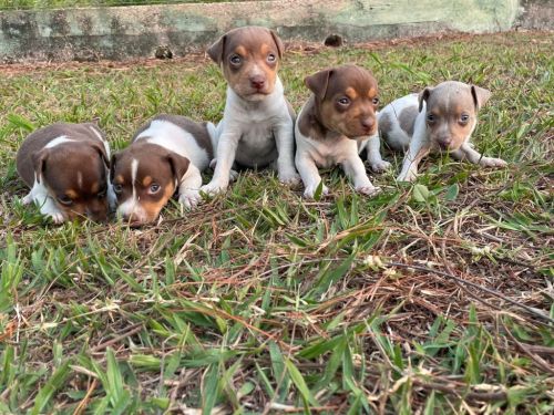 Fox Paulistinhas Criados Por Médica  Veterinária e Em Promoção Aproveite Temos Em Diversas Cores. 727148