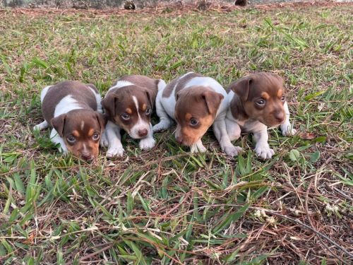 Fox Paulistinhas Criados Por Médica  Veterinária e Em Promoção Aproveite Temos Em Diversas Cores. 727149