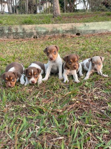 Fox Paulistinhas Criados Por Médica  Veterinária e Em Promoção Aproveite Temos Em Diversas Cores. 727150