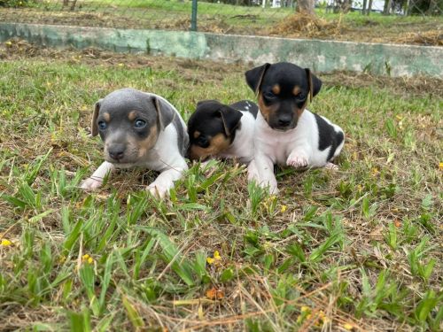 Fox Paulistinhas Criados Por Médica  Veterinária e Em Promoção Aproveite Temos Em Diversas Cores. 727151