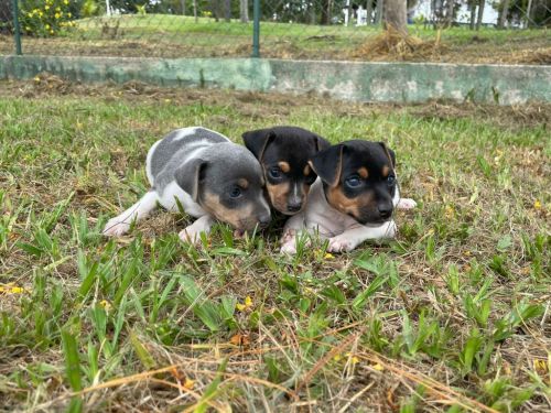 Fox Paulistinhas Criados Por Médica  Veterinária e Em Promoção Aproveite Temos Em Diversas Cores. 727152