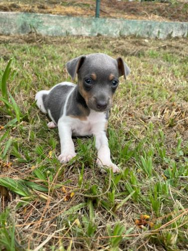 Fox Paulistinhas Criados Por Médica  Veterinária e Em Promoção Aproveite Temos Em Diversas Cores. 727153