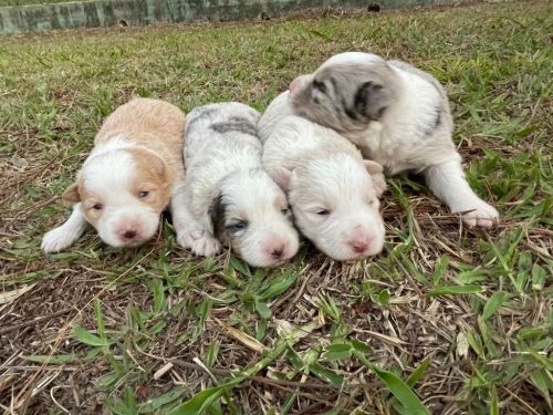 Nossos Borders Estão Muito Lindos e São Criados Por Médica Vet 727191