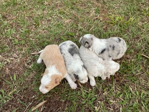 Nossos Borders Estão Muito Lindos e São Criados Por Médica Vet 727192