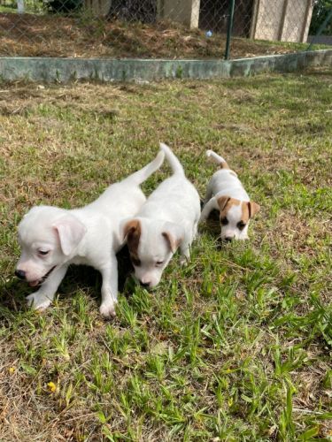 Nossos Filhotes De Jack Russel São Criados Por Veterinária.cães Lindos e Saudáveis. 726101