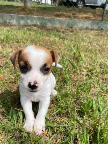 Nossos Filhotes De Jack Russel São Criados Por Veterinária.cães Lindos e Saudáveis. 726102