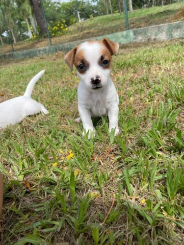 Nossos Filhotes De Jack Russel São Criados Por Veterinária.cães Lindos e Saudáveis. 726103