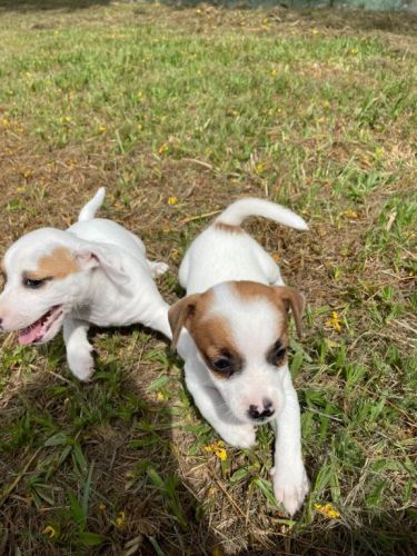 Nossos Filhotes De Jack Russel São Criados Por Veterinária.cães Lindos e Saudáveis. 726104