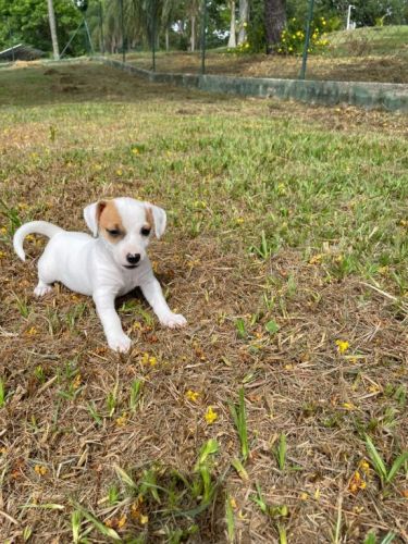 Nossos Filhotes De Jack Russel São Criados Por Veterinária.cães Lindos e Saudáveis. 726105