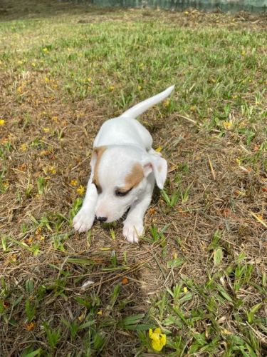 Nossos Filhotes De Jack Russel São Criados Por Veterinária.cães Lindos e Saudáveis. 726106