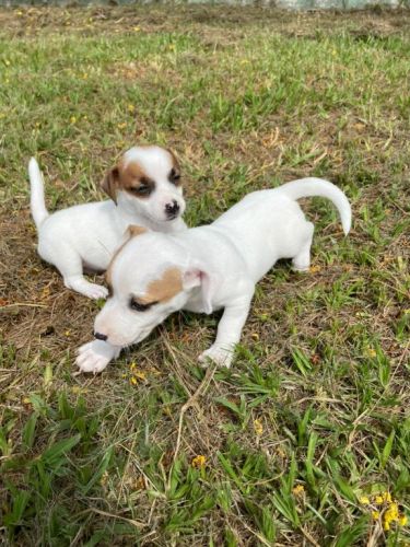 Nossos Filhotes De Jack Russel São Criados Por Veterinária.cães Lindos e Saudáveis. 726108