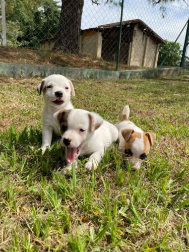 Nossos Filhotes De Jack Russel São Criados Por Veterinária.cães Lindos e Saudáveis. 726109