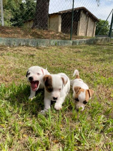 Nossos Filhotes De Jack Russel São Criados Por Veterinária.cães Lindos e Saudáveis. 726110