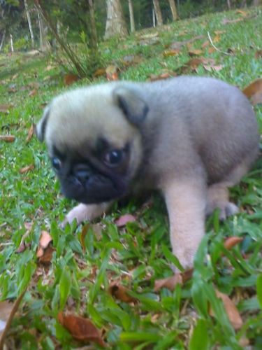 Pug Lindos Filhotes 729454