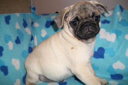 Pug Lindos Filhotes 729455