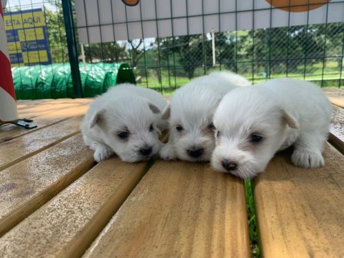 Renata Filhotes:sua Melhor Opção Em Cães De Raças.cães Lindos Criados Por Médica Veterinária. 725432