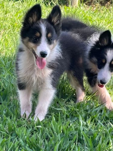 Renata Filhotes:sua Melhor Opção Em Cães De Raças.cães Lindos Criados Por Médica Veterinária. 725433