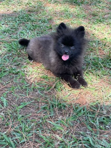 Renata Filhotes:sua Melhor Opção Em Cães De Raças.cães Lindos Criados Por Médica Veterinária. 725435