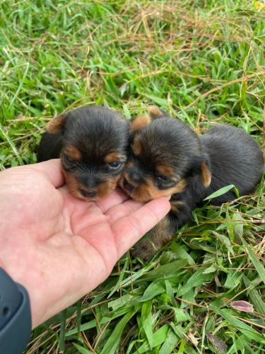 Renata Filhotes:sua Melhor Opção Em Cães De Raças.cães Lindos Criados Por Médica Veterinária. 725438