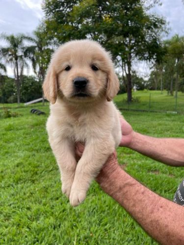 Sabe o Golden Retriever Dos Seus Sonhos ?ele Está Aqui Cães Criados Por Médica Veterinária. 727141