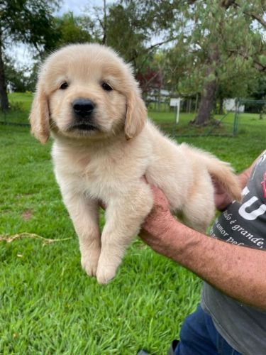 Sabe o Golden Retriever Dos Seus Sonhos ?ele Está Aqui Cães Criados Por Médica Veterinária. 727142