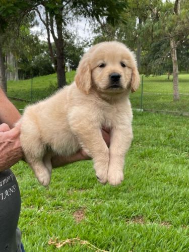 Sabe o Golden Retriever Dos Seus Sonhos ?ele Está Aqui Cães Criados Por Médica Veterinária. 727143