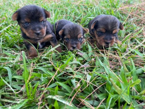 Sabe o Yorkshire Dos Seus Sonhos Ele Está Te Esperando Aqui.cães Incríveis Criação Vet. 727166