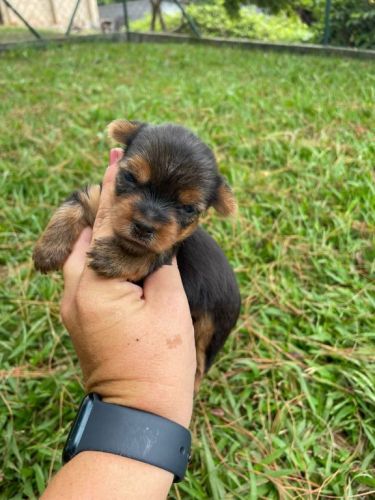 Sabe o Yorkshire Dos Seus Sonhos Ele Está Te Esperando Aqui.cães Incríveis Criação Vet. 727167