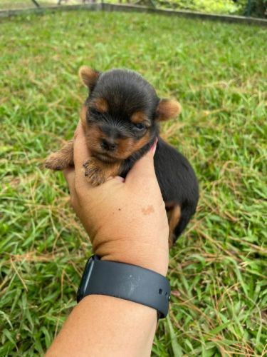 Sabe o Yorkshire Dos Seus Sonhos Ele Está Te Esperando Aqui.cães Incríveis Criação Vet. 727168