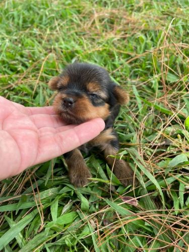 Sabe o Yorkshire Dos Seus Sonhos Ele Está Te Esperando Aqui.cães Incríveis Criação Vet. 727170