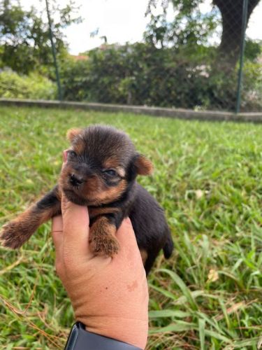 Sabe o Yorkshire Dos Seus Sonhos Ele Está Te Esperando Aqui.cães Incríveis Criação Vet. 727171