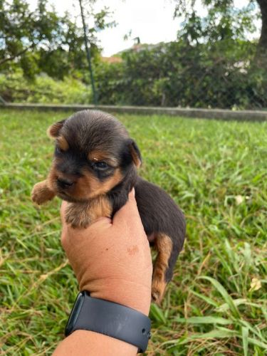 Sabe o Yorkshire Dos Seus Sonhos Ele Está Te Esperando Aqui.cães Incríveis Criação Vet. 727172