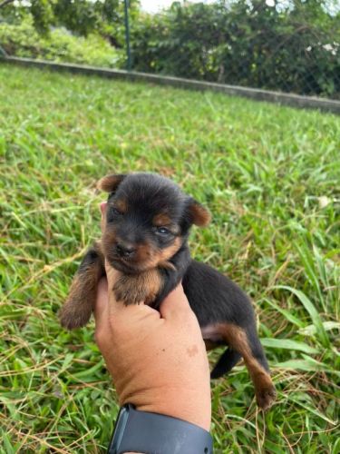 Sabe o Yorkshire Dos Seus Sonhos Ele Está Te Esperando Aqui.cães Incríveis Criação Vet. 727173