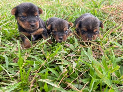 Sabe o Yorkshire Dos Seus Sonhos Ele Está Te Esperando Aqui.cães Incríveis Criação Vet. 727174